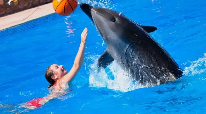 Sharm El Sheikh excursions featuring a dolphin show